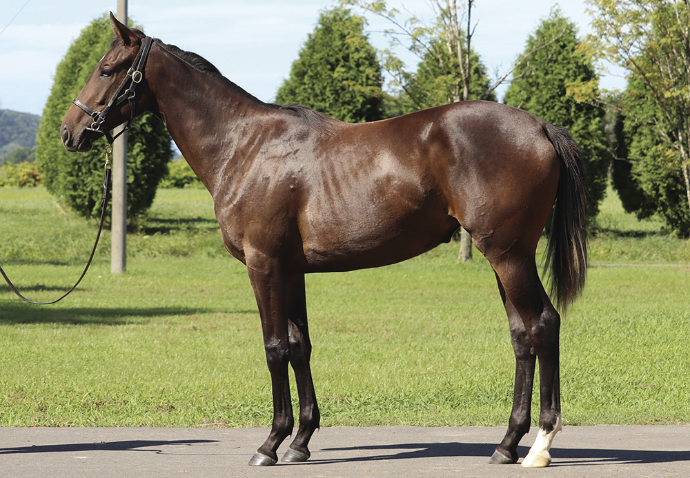 フェアリオンアイス